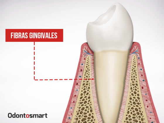Fibras gingivales Fibras gingivales