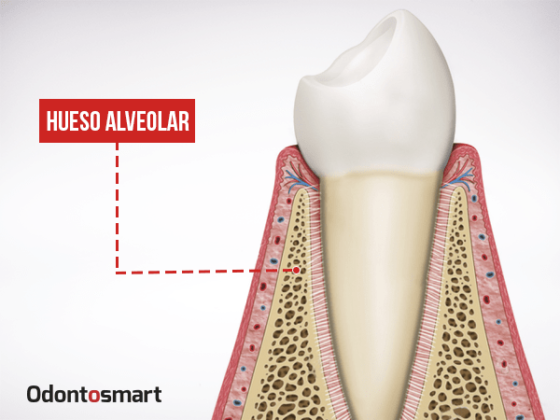 Parte esencial de la periodoncia es el hueso alveolar Parte esencial de la periodoncia es el hueso alveolar