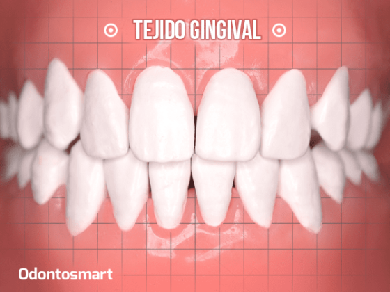 Parte esencial de la periodoncia es el tejido gingival Parte esencial de la periodoncia es el tejido gingival